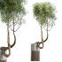 AV Indoor Plants Set 319 Japandi Decorative Minimalism Ficus Dracaena Marginata - Thumbnail 3