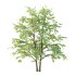 Celtis australis Tree 06 - Thumbnail 5