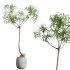 AV Indoor Plants Set 312 Japandi Decorative Minimalism Ficus Dracaena Marginata - Thumbnail 8