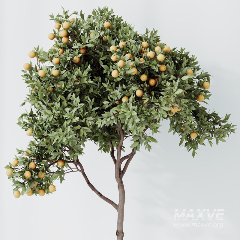 AV Indoor Plants Set 322 Fruit Orange Tree and Ficus Tineke Rubber and Aloe Vera - Image 3