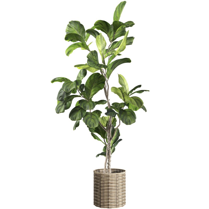 Bonsai Jungle Ficus Fiddle Leaf Fig 446 - Image 4
