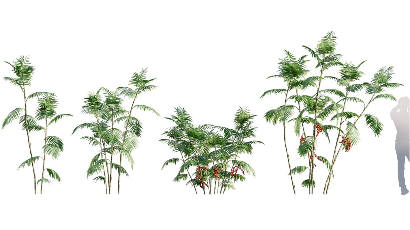 Collection 10 – Palm garden - Image 8