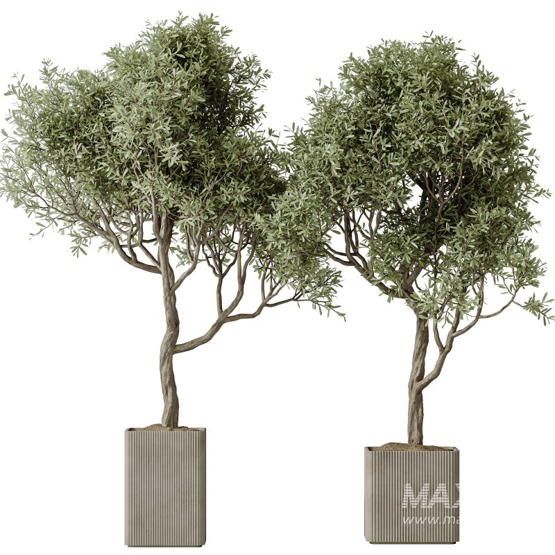 AV Indoor Plants Set 310 Olive and Banana Nicolai and Palm Kentia and Ficus Fig - Image 1