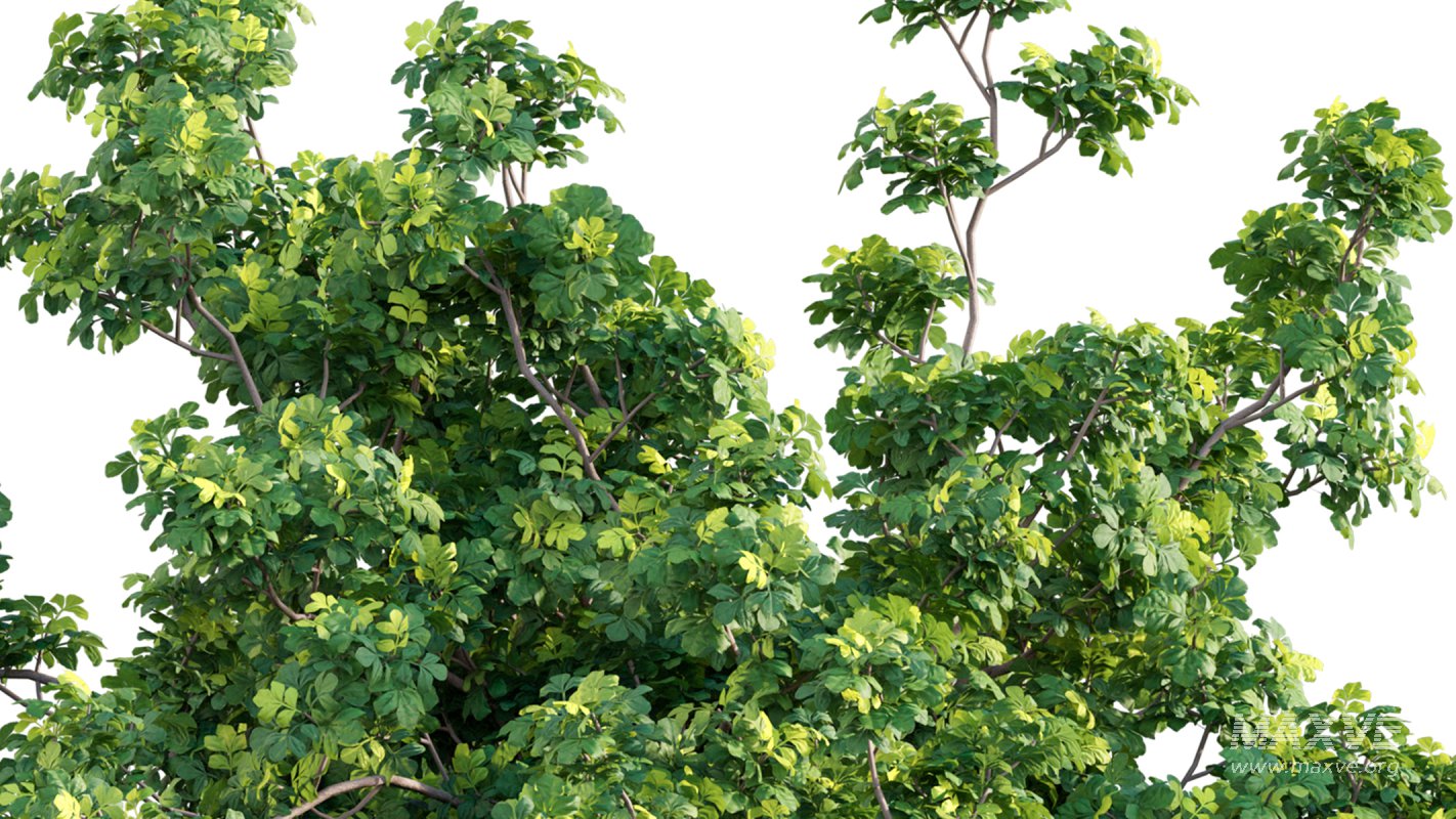 Collection 17 – Chinese garden - Image 7