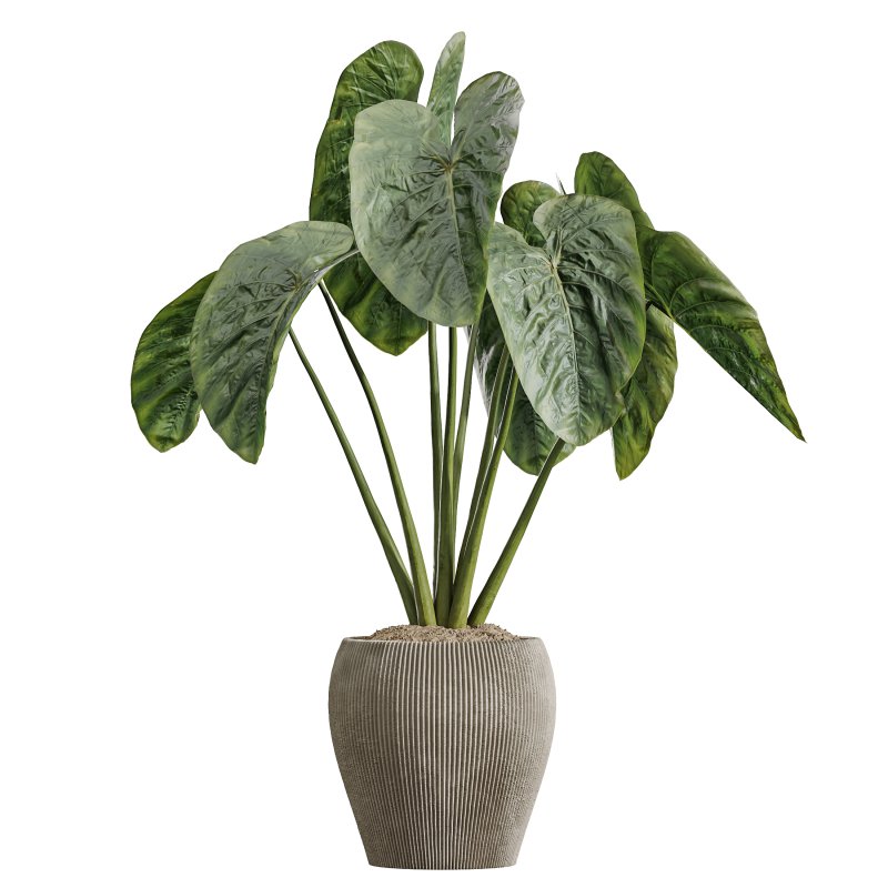 AV Indoor Plants Set 364 Ficus Cyathistipula and Dracaena Warnecki and Cunjevoi Alocasia and Japandi Decorative - Image 6