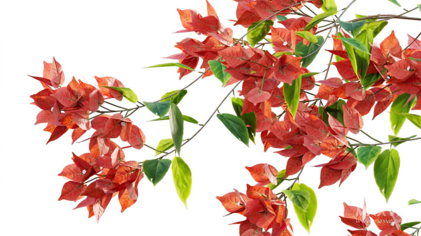 Collection 07 – Central America Garden - Image 46