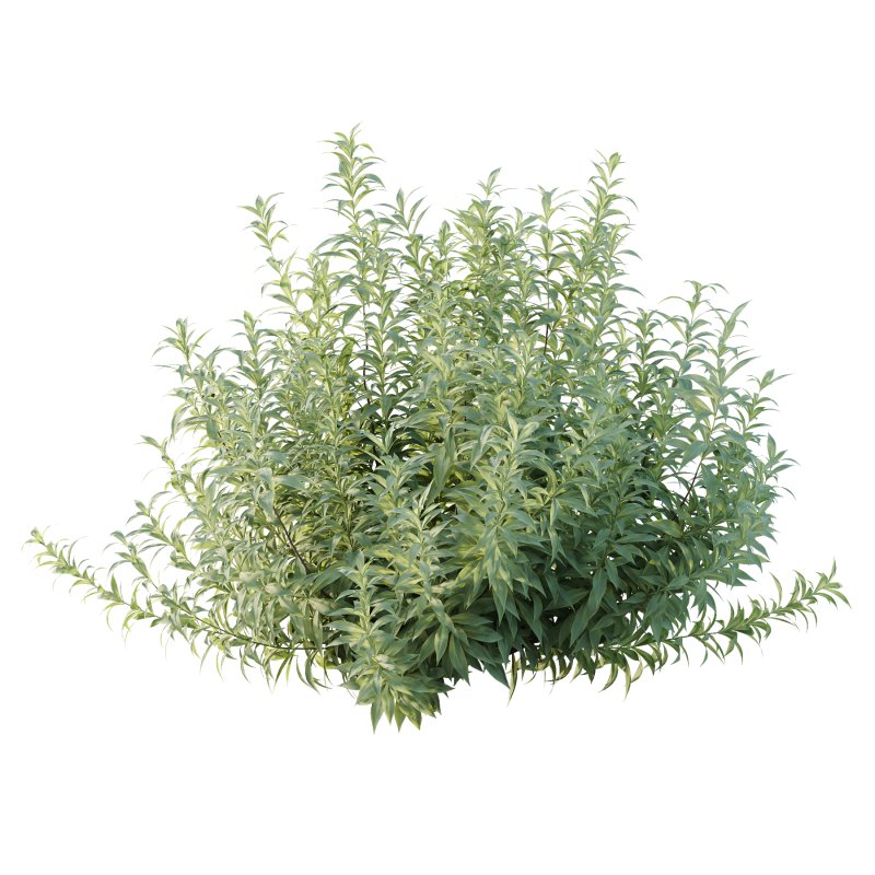 Echium candicans Pride of Madeira Bush 01 - Image 3