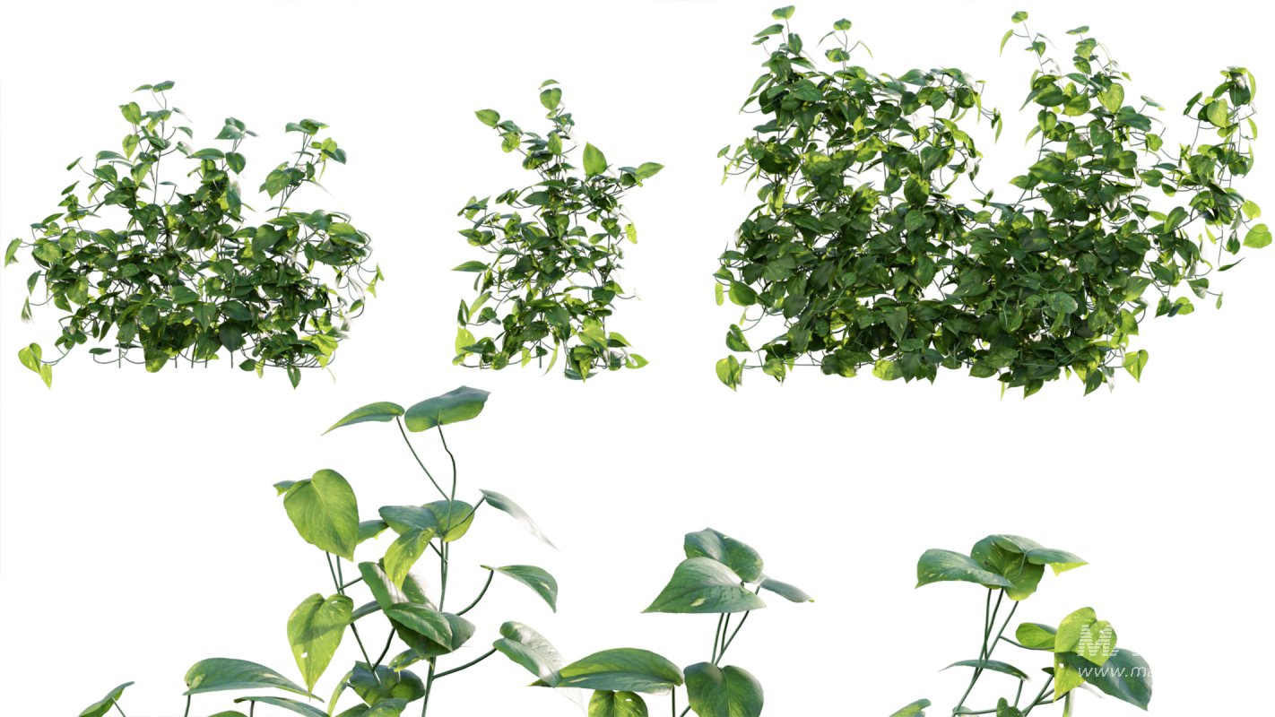 Collection 07 – Central America Garden - Image 7