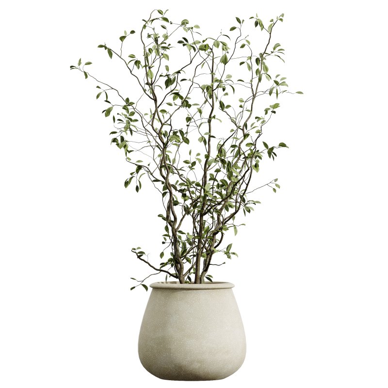 AV Indoor Plants Set 312 Japandi Decorative Minimalism Ficus Dracaena Marginata - Image 6