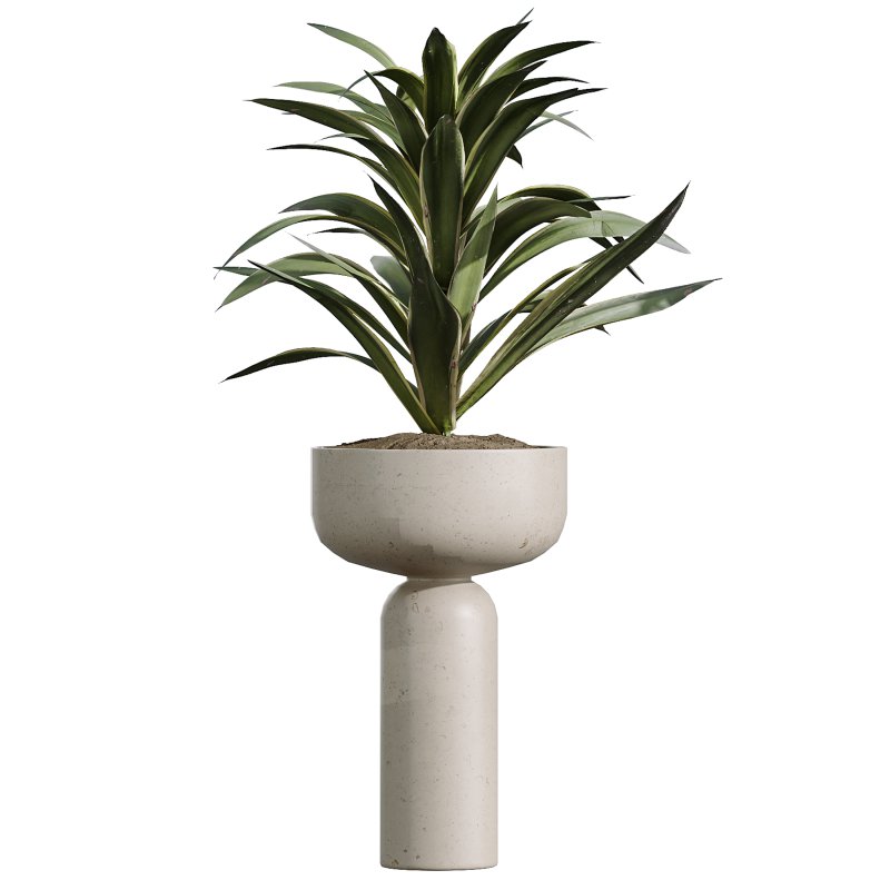 AV Indoor Plants Set 348 Olive Tree and Rhapis Excelsa Lady Palm and Warneckii Lemon - Image 3