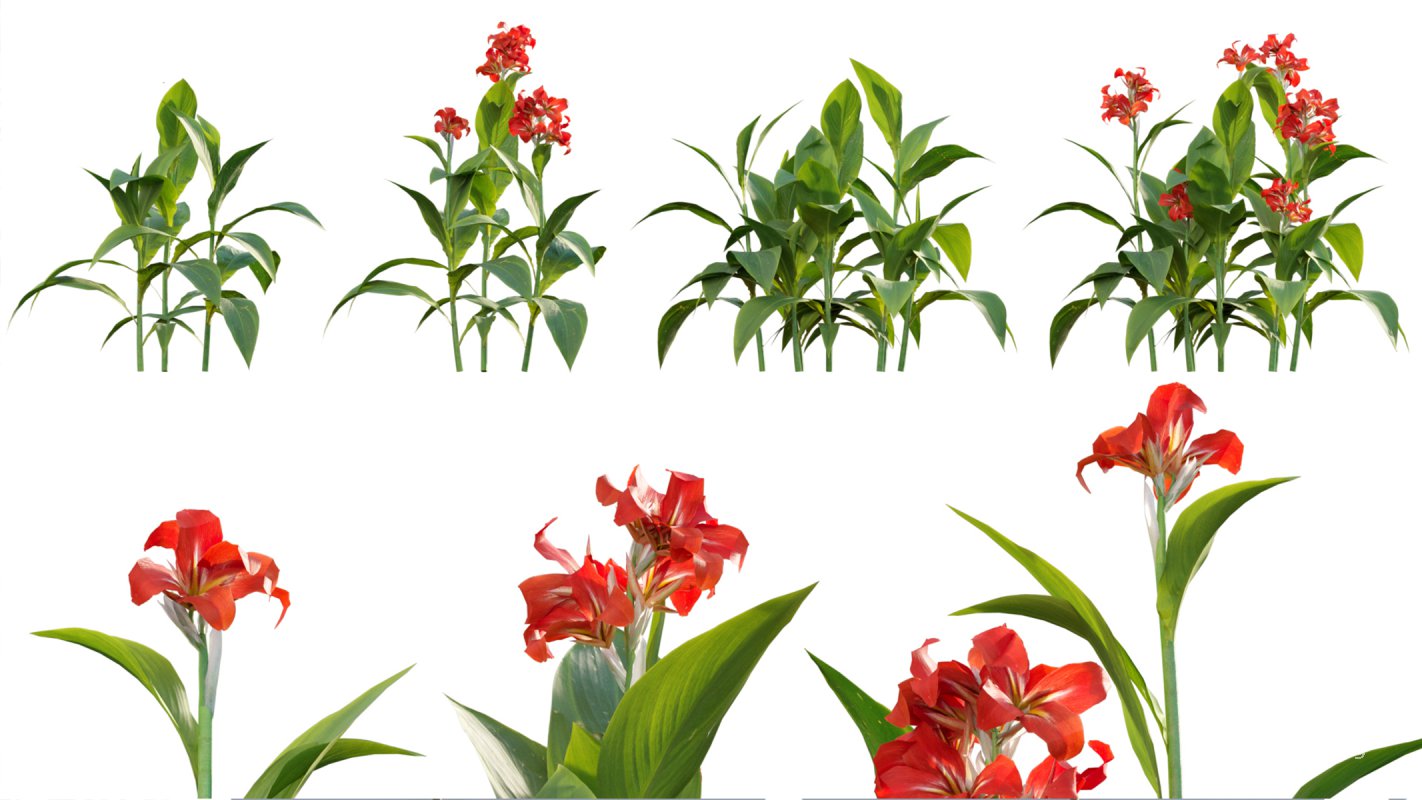 Collection 07 – Central America Garden - Image 33