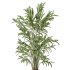 AV Indoor Plants Set 330 Palm Kentia and Olive Eucalyptus and Dypsis Palm - Thumbnail 2