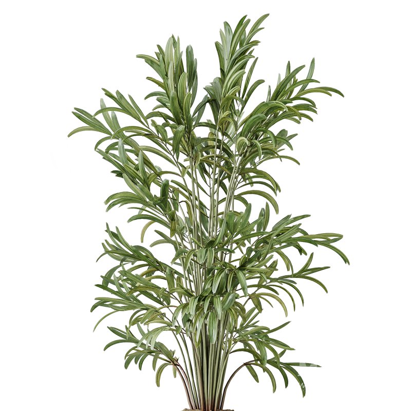 AV Indoor Plants Set 330 Palm Kentia and Olive Eucalyptus and Dypsis Palm - Image 2