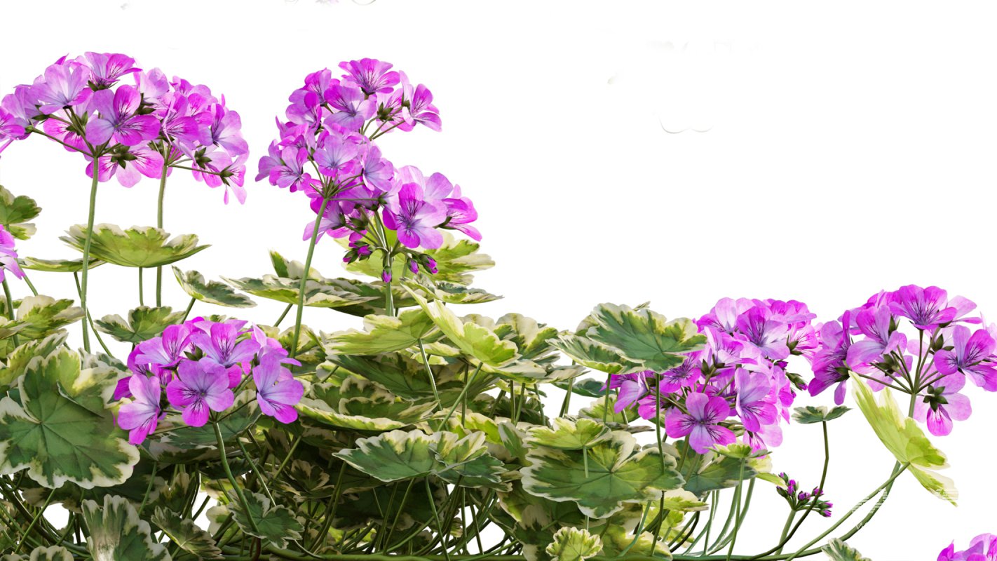 Collection 07 – Central America Garden - Image 17