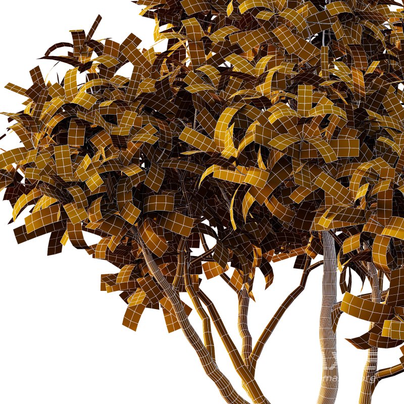 Plumeria Obtusa plant 02 - Image 4