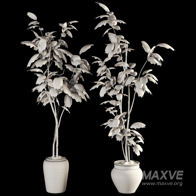 Bonsai Jungle Ficus - Image 5