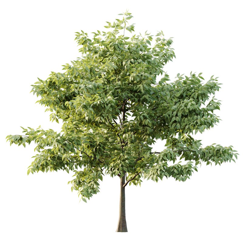 Celtis australis Tree 10 - Image 1