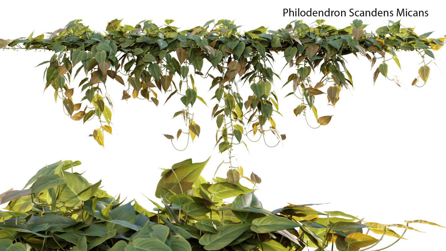 Collection 15 – Interior Plants - Image 23