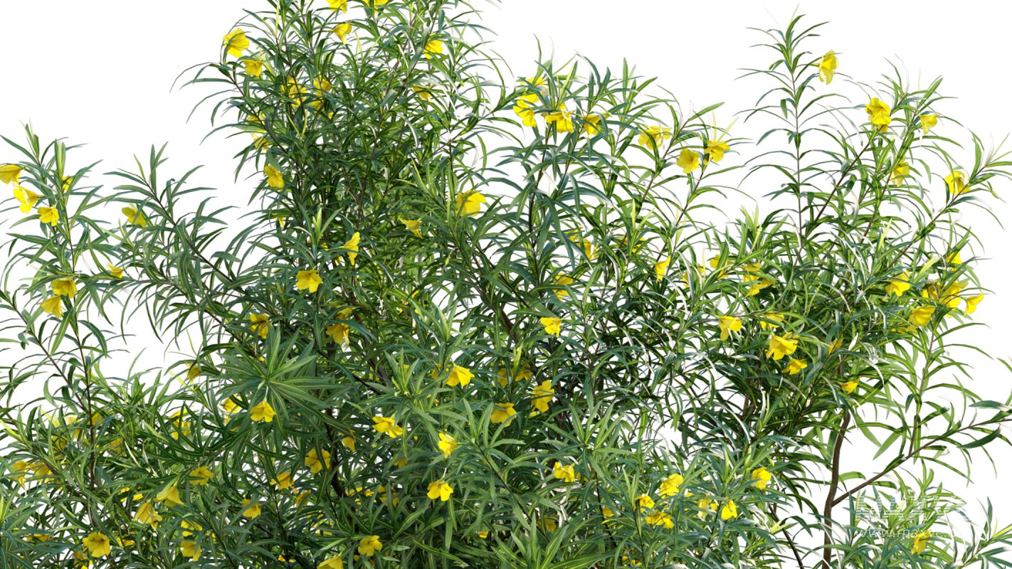 Collection 17 – Chinese garden - Image 38