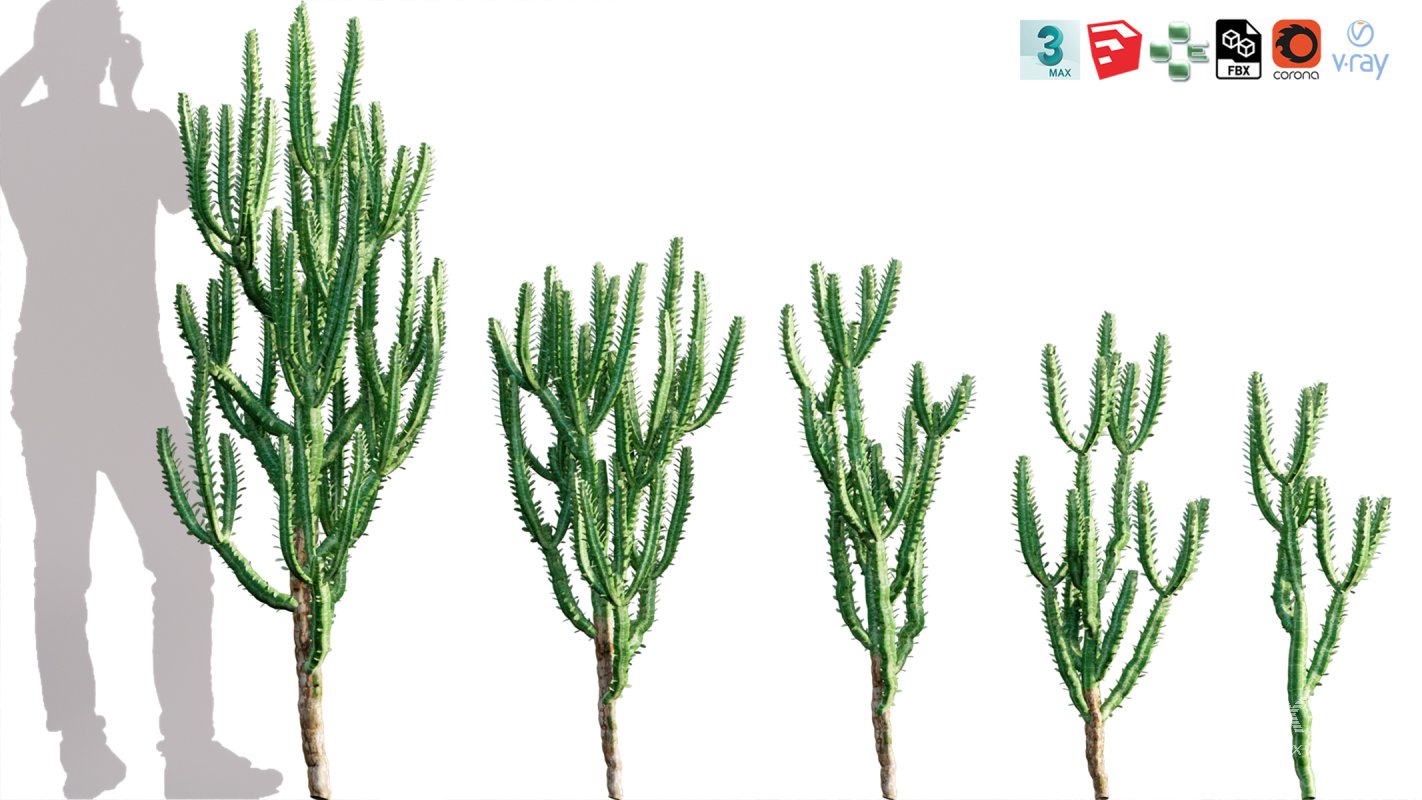 Collection 12 – Desert Garden - Image 25