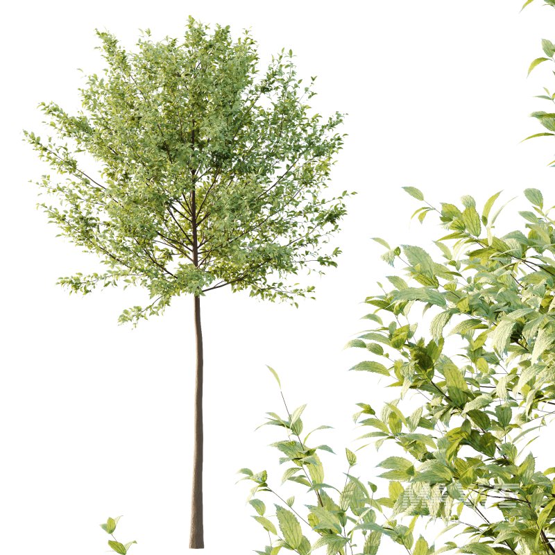 Tilia platyphyllos Tree 04 - Image 2