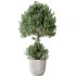 AV Indoor Plants Set 347 Arbequina Olive and Ficus Cyathistipula and Cunjevoi Alocasia and Yucca Palm - Thumbnail 1