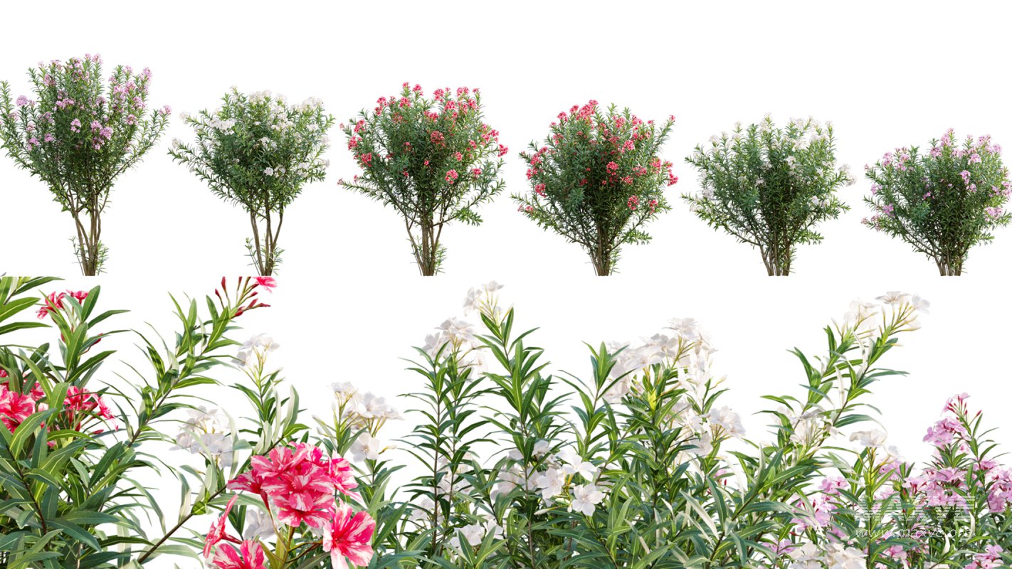 Collection 17 – Chinese garden - Image 18