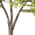 Sycamore Platanus Tree 02 - Thumbnail 2