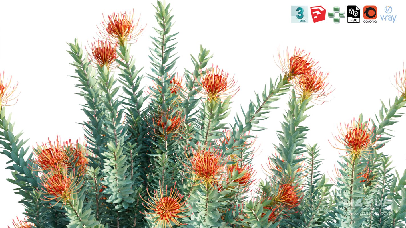 Collection 12 – Desert Garden - Image 30