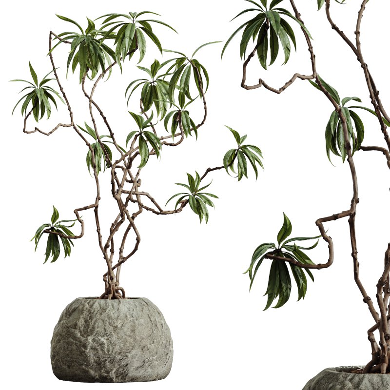 AV Indoor Plants Set 362 Arbequina Olive and Ficus Dracaena Marginata - Image 1