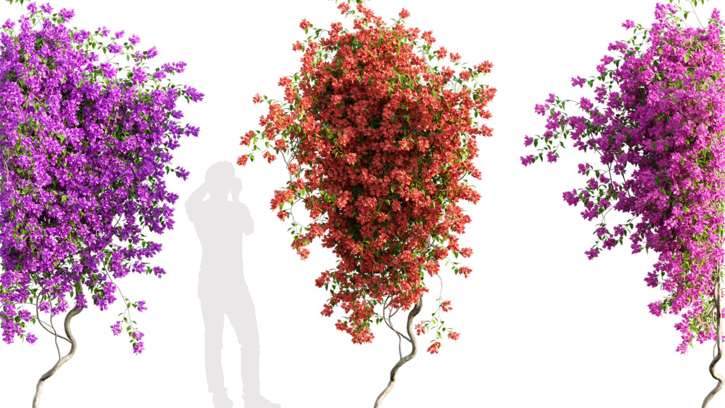 Collection 07 – Central America Garden - Image 42