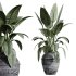 AV Indoor Plants Set 322 Fruit Orange Tree and Ficus Tineke Rubber and Aloe Vera - Thumbnail 6