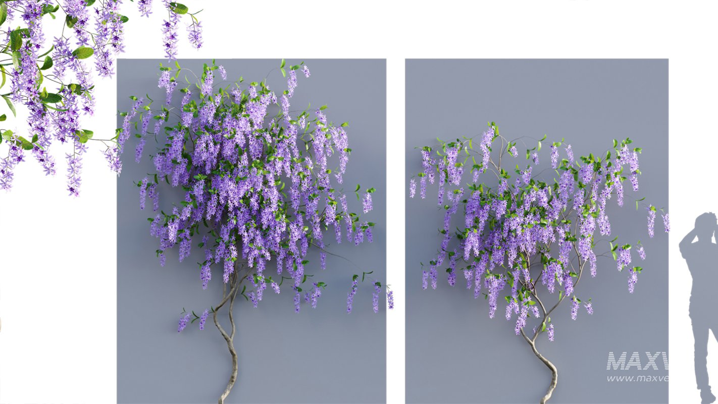 Collection 07 – Central America Garden - Image 32