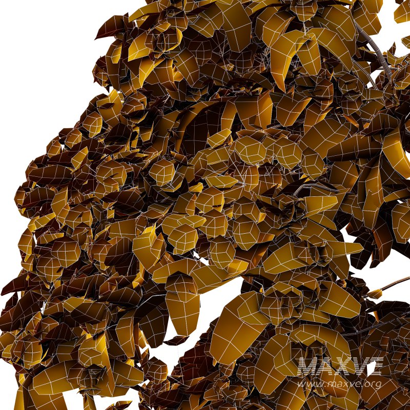 Philadelphia Bush 01 - Image 6