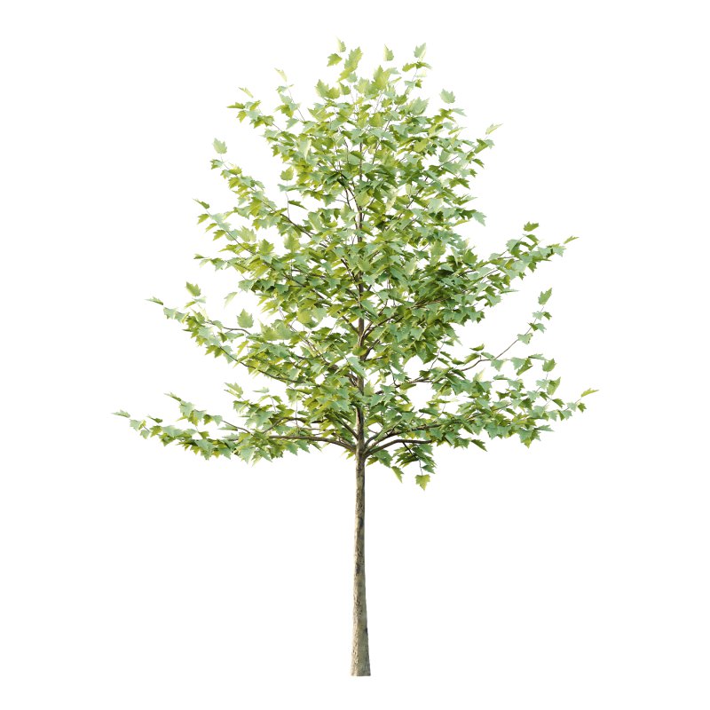 Sycamore Platanus Tree 08 - Image 2