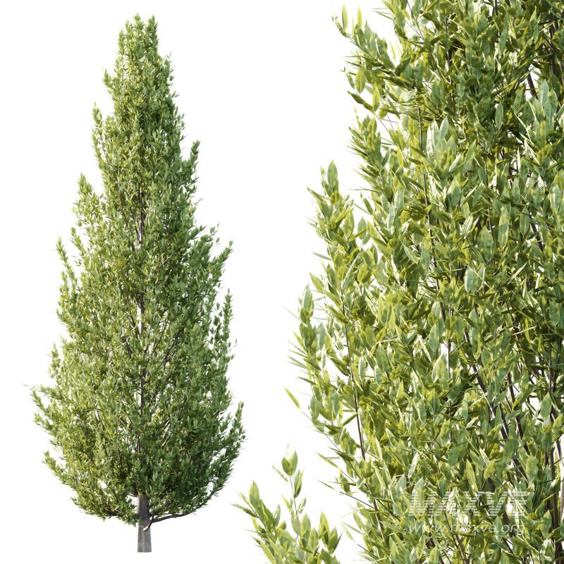 Different Trees 48 - Image 5