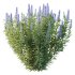Echium candicans Pride of Madeira Bush 05 - Thumbnail 2