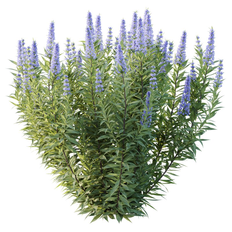 Echium candicans Pride of Madeira Bush 05 - Image 2