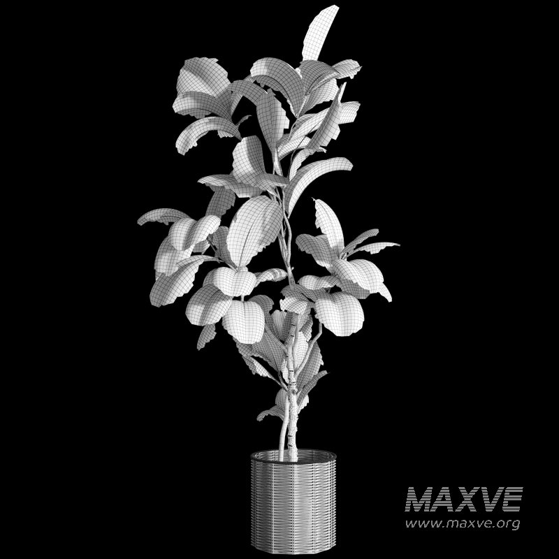 Bonsai Jungle Ficus Fiddle Leaf Fig 446 - Image 6