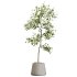 AV Indoor Plants Set 364 Ficus Cyathistipula and Dracaena Warnecki and Cunjevoi Alocasia and Japandi Decorative - Thumbnail 2