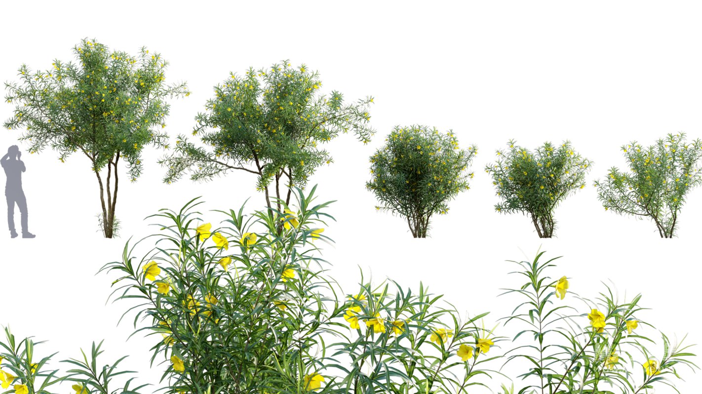 Collection 17 – Chinese garden - Image 37