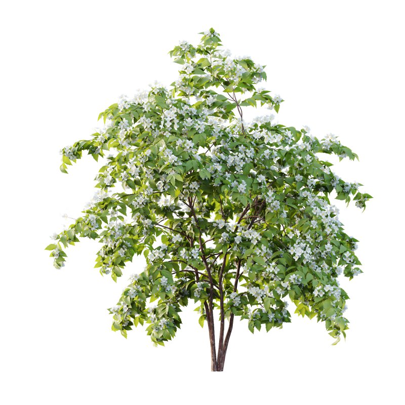 Philadelphia Bush 02 - Image 4