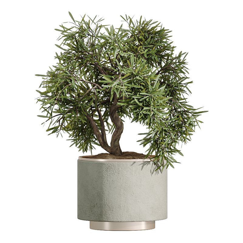 AV Indoor Plants Set 328 Olive and Yucca Rostrata Palm and Dracaena Lemon - Image 4