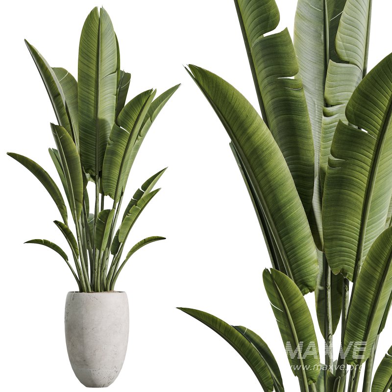 AV Indoor Plants Set 350 Olive Eucalyptus and Banana Nicolai and Yucca and Bonsai Orange - Image 7