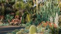 Collection 12 – Desert Garden - Thumbnail 2