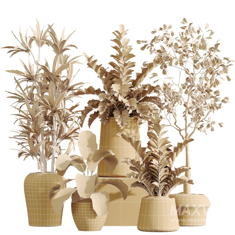 AV Indoor Plants Set 367 Japandi Decorative and Zamiifolia and Calathea Lutea and Dracaena Warneckii - Image 9