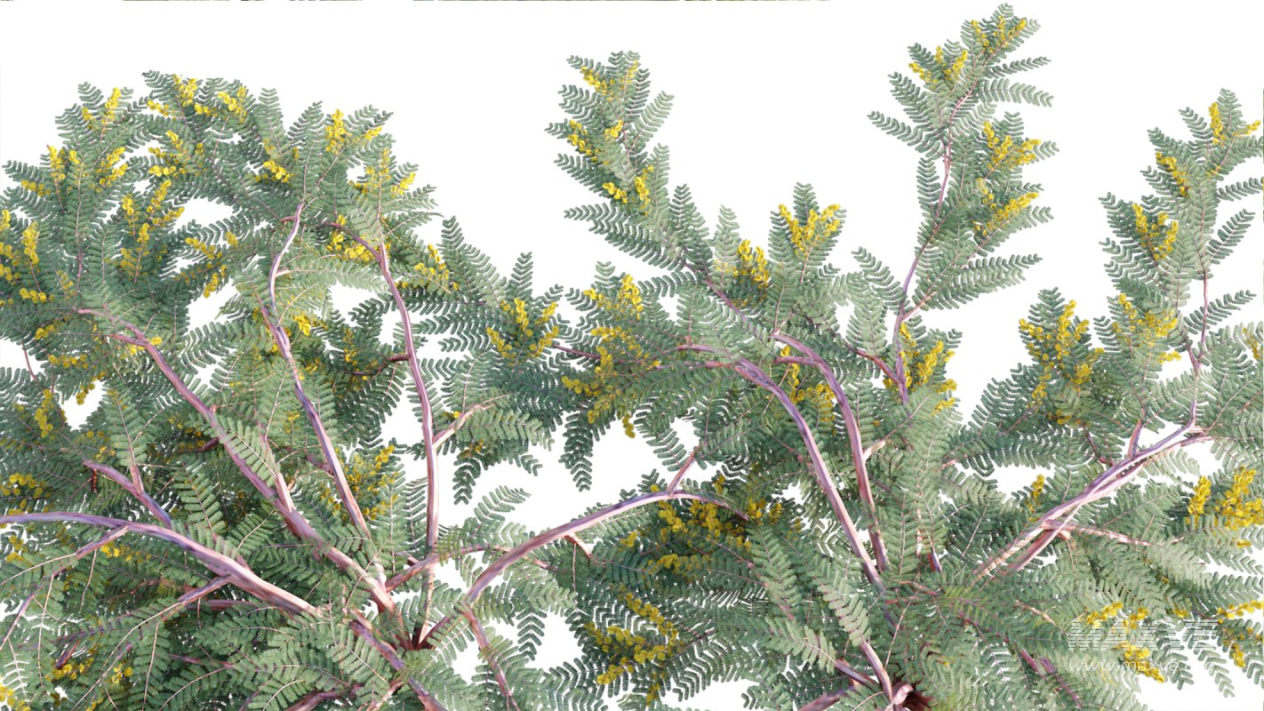 Collection 11 – Ground cover – Vines and Creepers - Image 7