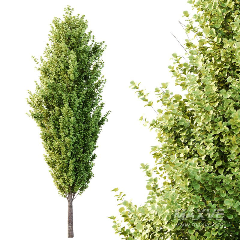 Different Trees 50 - Image 2