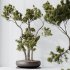 AV Indoor Plants Set 316 Retusa Microcarpa Bonsai Ginseng and Pinus Pentaphylla Bonsai - Thumbnail 4