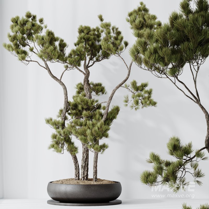 AV Indoor Plants Set 316 Retusa Microcarpa Bonsai Ginseng and Pinus Pentaphylla Bonsai - Image 4